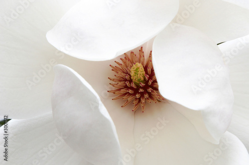 magnolia blossom