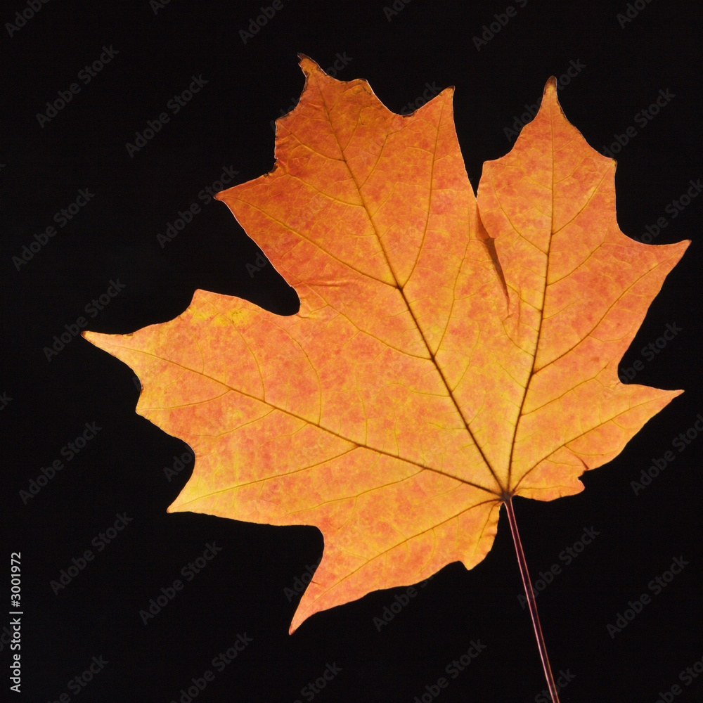 Obraz premium orange maple leaf on black.