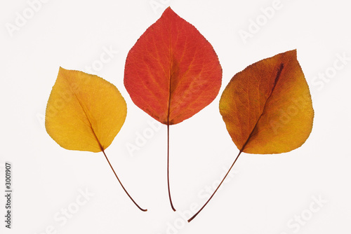  bradford pear leaves on white. photo