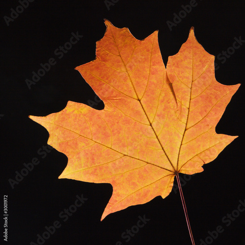 orange maple leaf on black.
