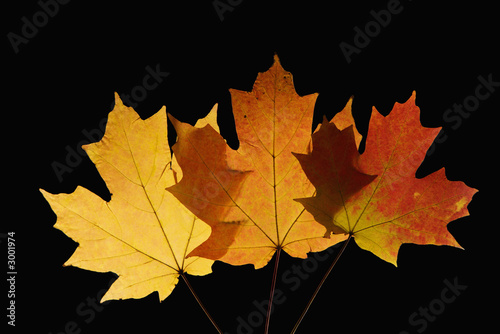 maple leaves in fall color on black.