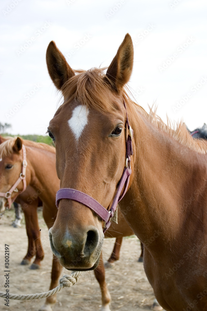 horse horse