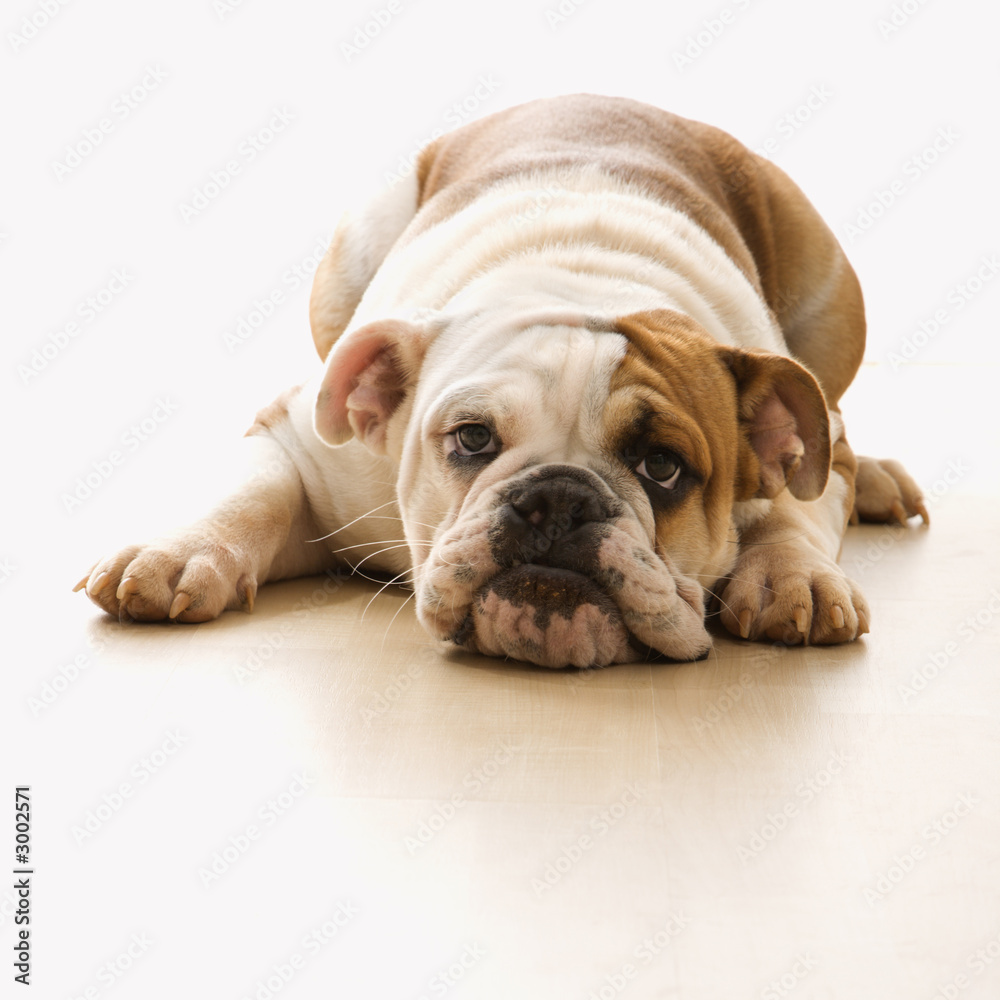 bulldog lying on floor looking at viewer. bulldog lying on floor looking at viewer.