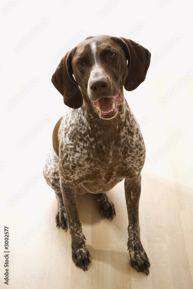 german shorthaired pointer dog portrait.