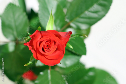 rose 01