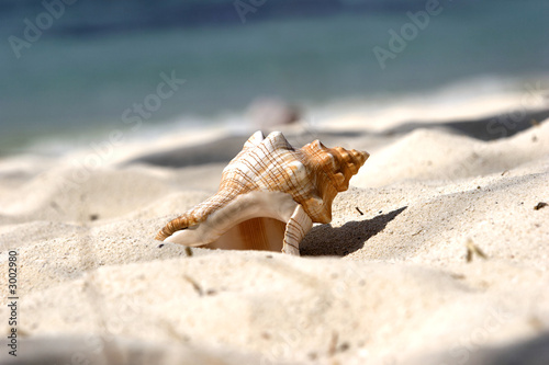 muschel im sand