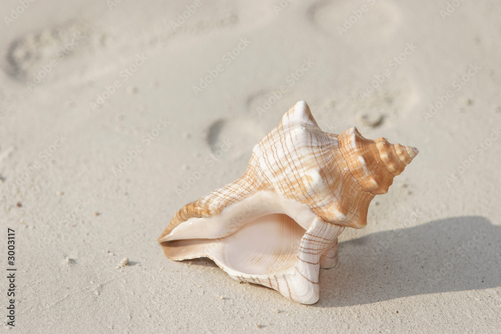 muschel im sand muschel im sand