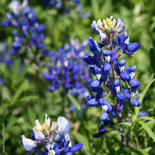 bluebonnet flower