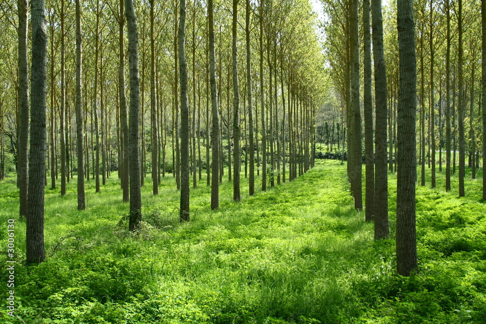 Fototapeta Peupliers