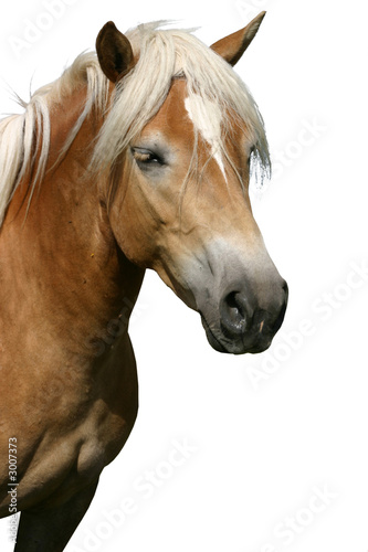 cavallo desktop