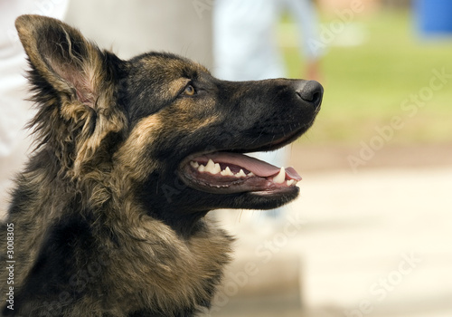 german shephard profile