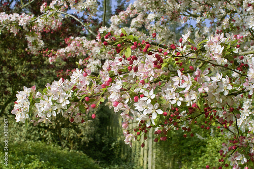 Fototapeta Naklejka Na Ścianę i Meble -  spring blossom
