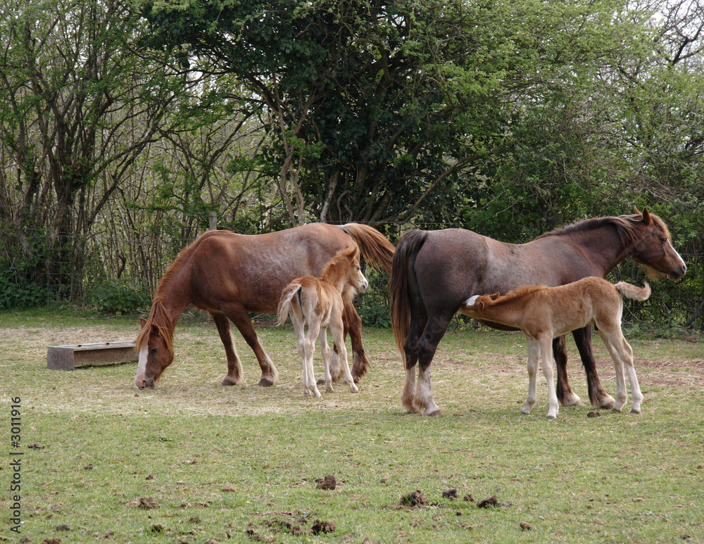 Fototapeta premium horses and foals