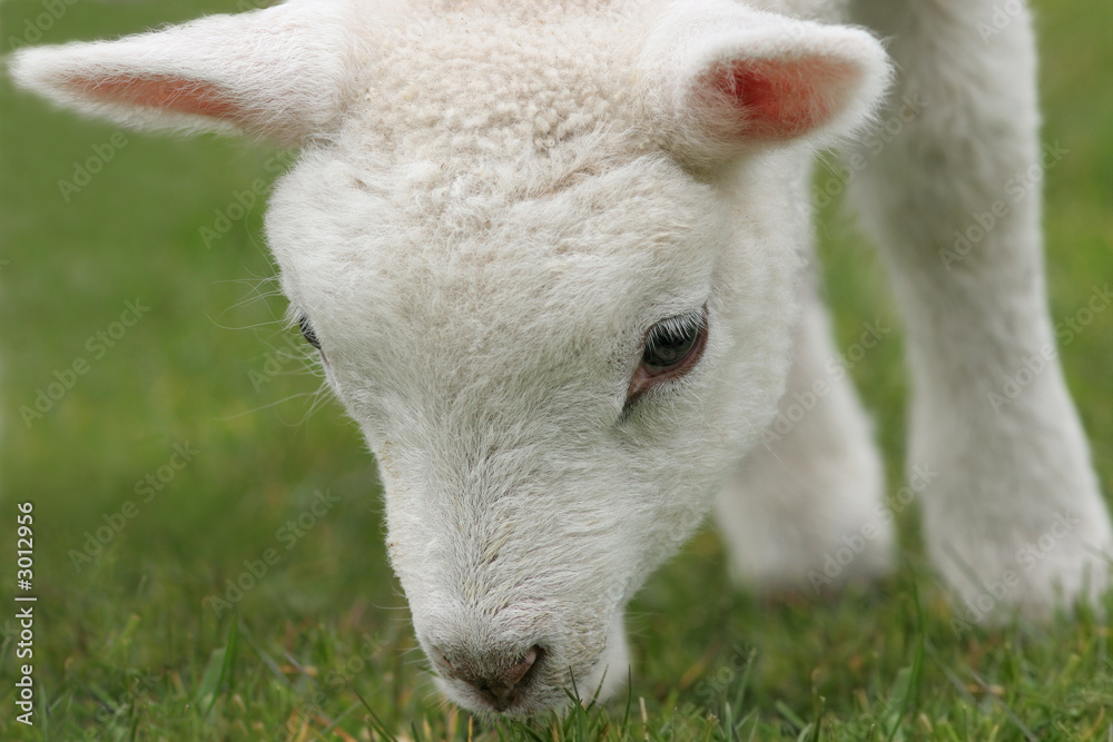 Fototapeta premium symbol of spring