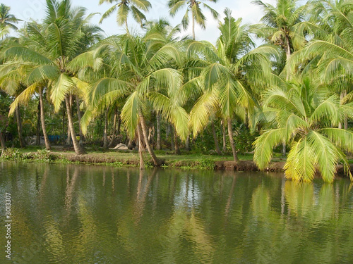 palmiers au bord de l eau