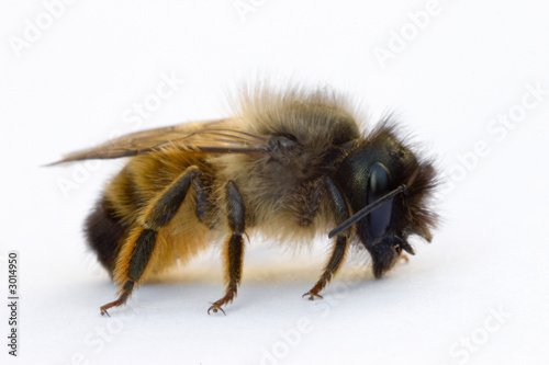 abeille de profil