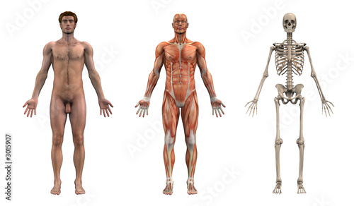 Vászonkép anatomical overlays - adult male - front view