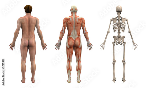 anatomical overlays - adult male - back view