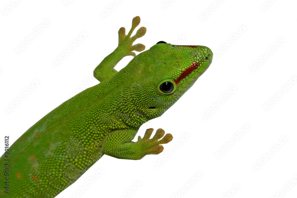 Fototapeta premium lezard vert
