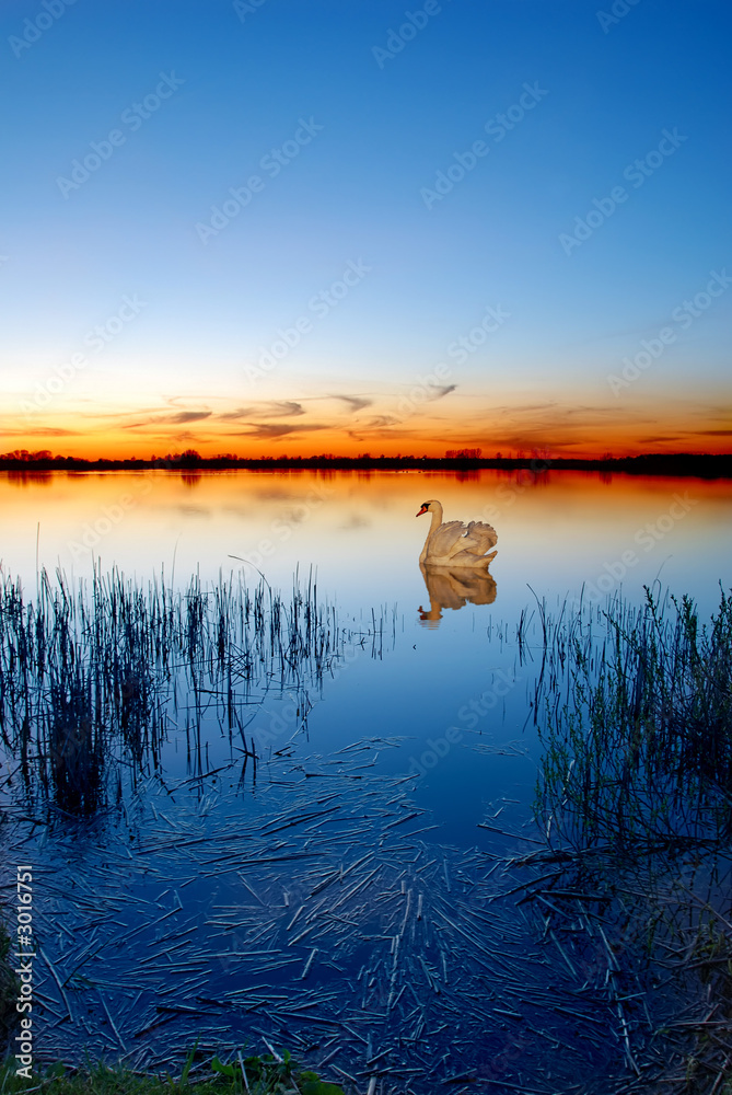 Fototapeta premium swan on a lake at sunset