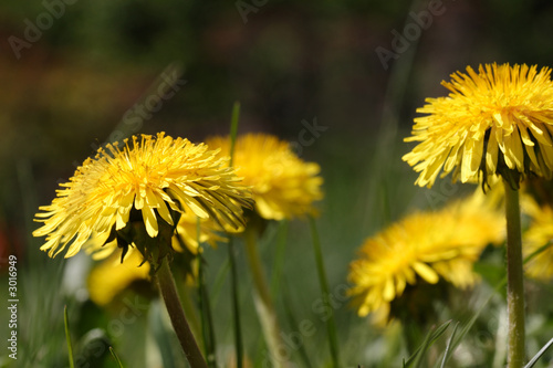 meadow flowers