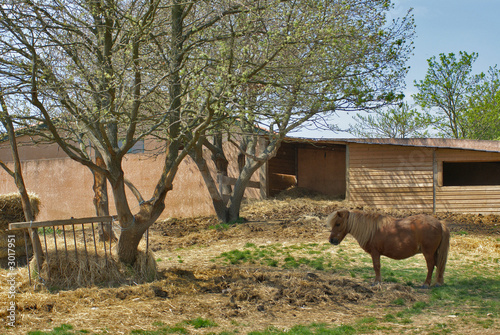 le poney à l'ombre