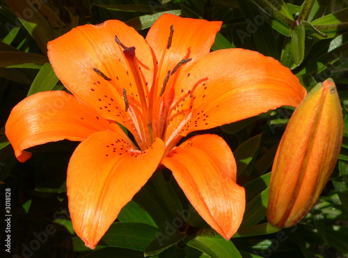 orange tiger lily