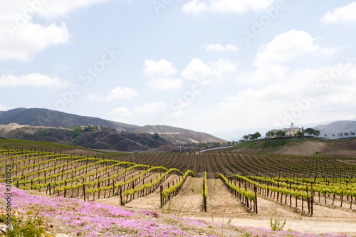temecula wine country in spring photo