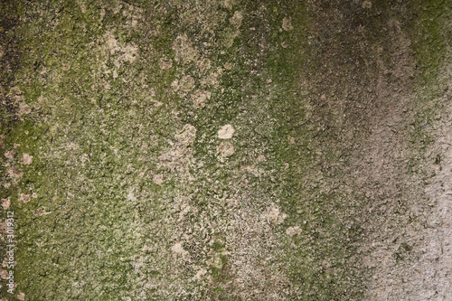 mossy cement texture