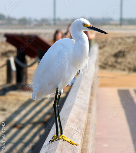 snowy egret