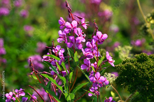 fireweed
