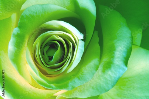 Obraz zielona róża