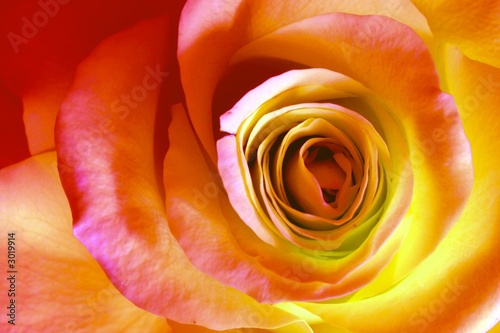 fine rose