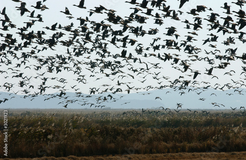 white-fronted goose