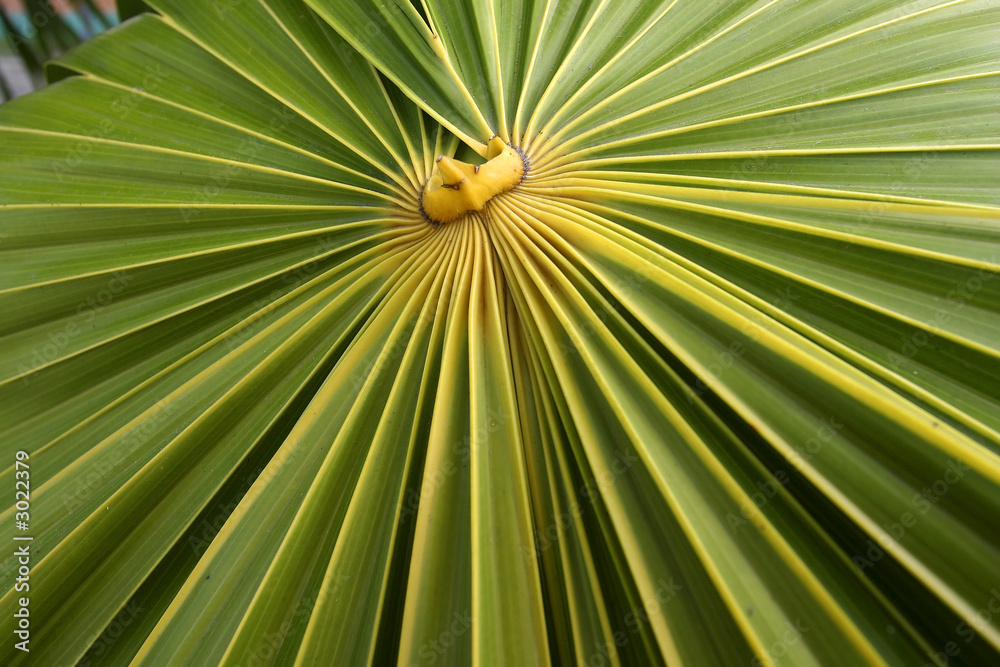 palm leaves palm leaves