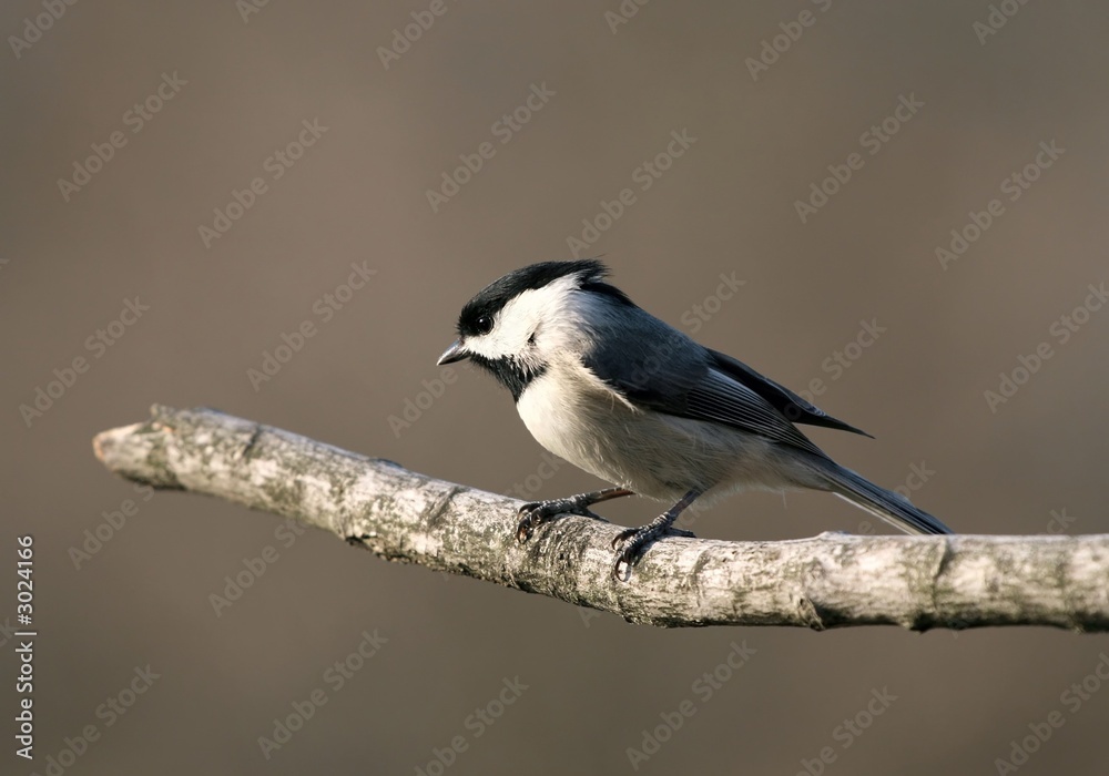 black capped chickadee black capped chickadee
