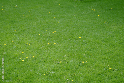 green lawn