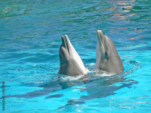 dauphins photo