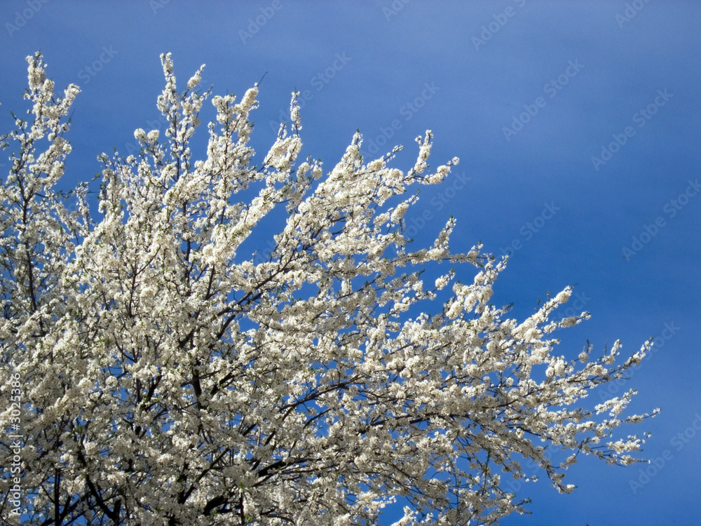 blossoming tree blossoming tree