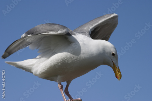 gull spreading wings