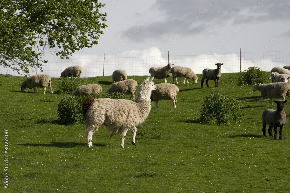 Fototapeta premium llama and sheep