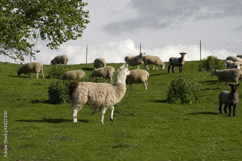 llama and sheep