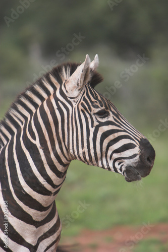 zebra © Gert Vrey