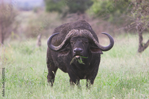 Fotografie buffalo toung
