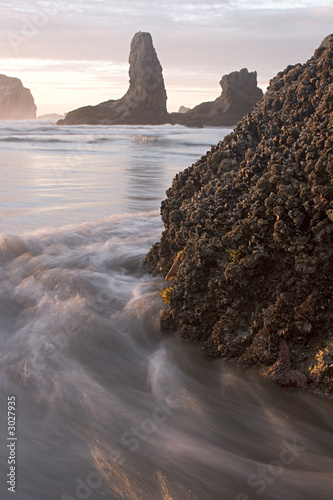tide, rock and starfish
