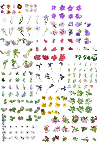 Fototapeta Naklejka Na Ścianę i Meble -  flowers
