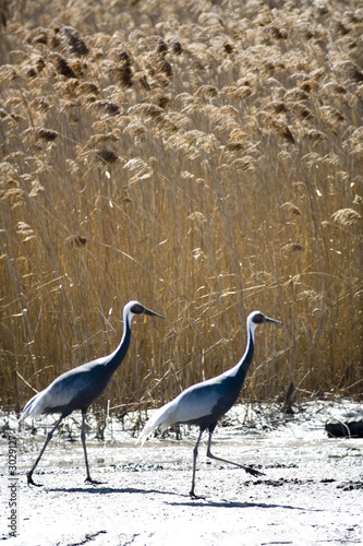 white-naped crane