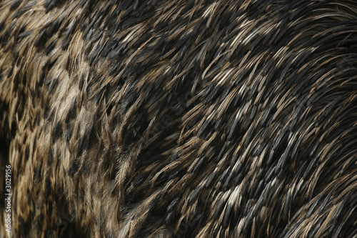 emu