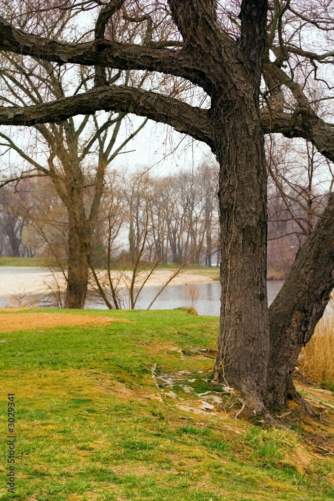 trees at silver lake