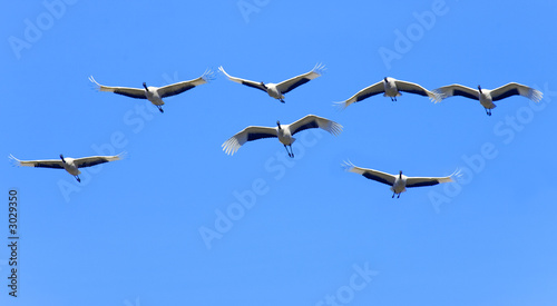 red-crowned crane